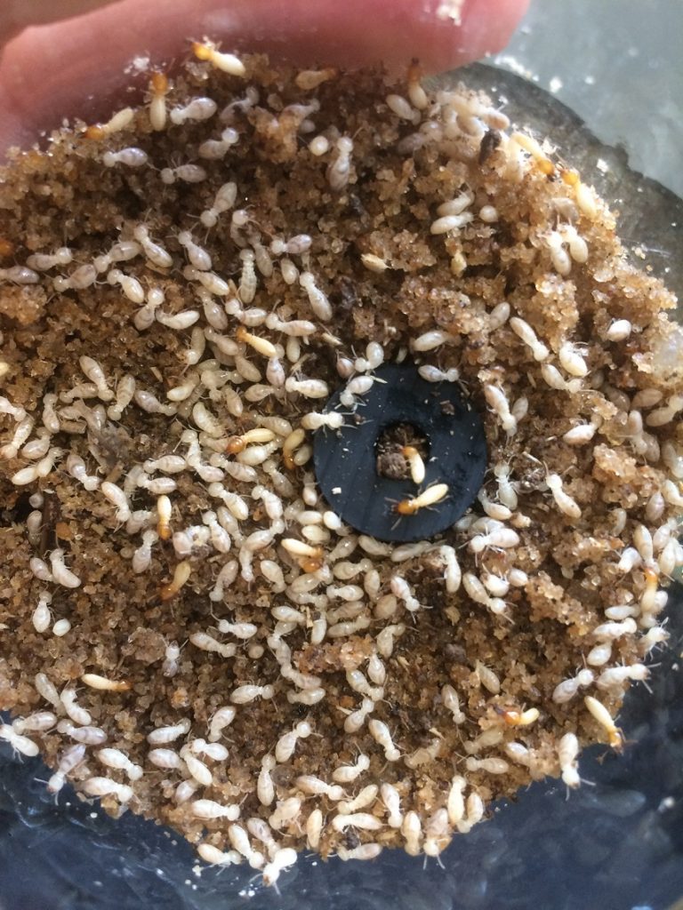 Termites guyane étude