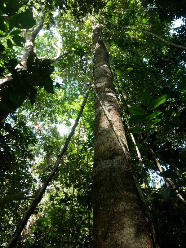 Angélique arbre guyane