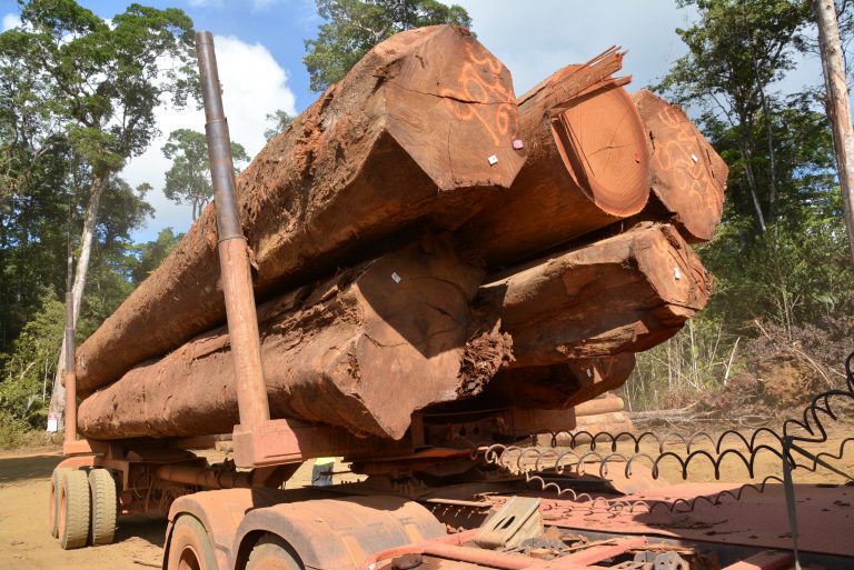 Grumier guyane camion bois