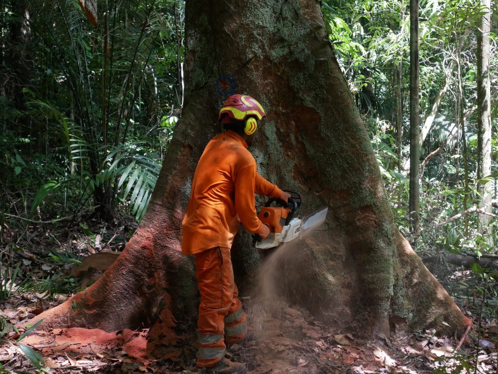 Exploitation forestière abattage tronçonneuse BGf