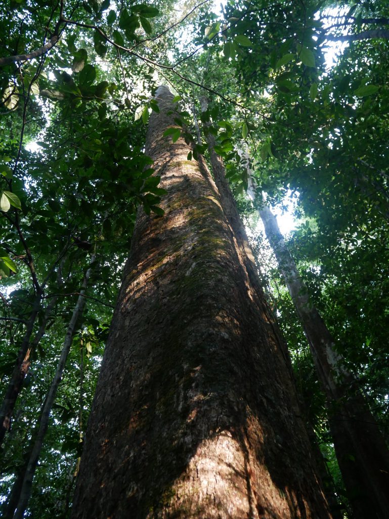 Saint Martin Rouge Tronc