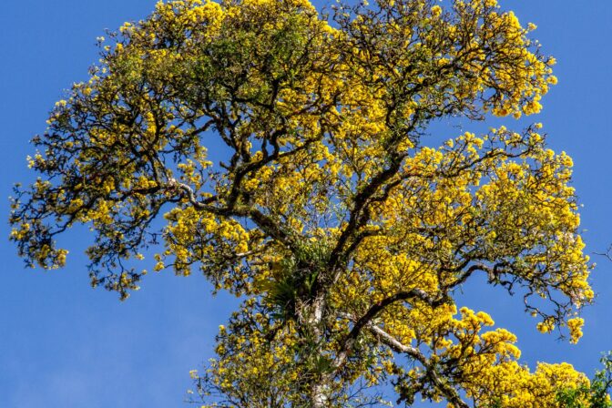 Aide aux surcoûts filière forêt-bois 2024/2025