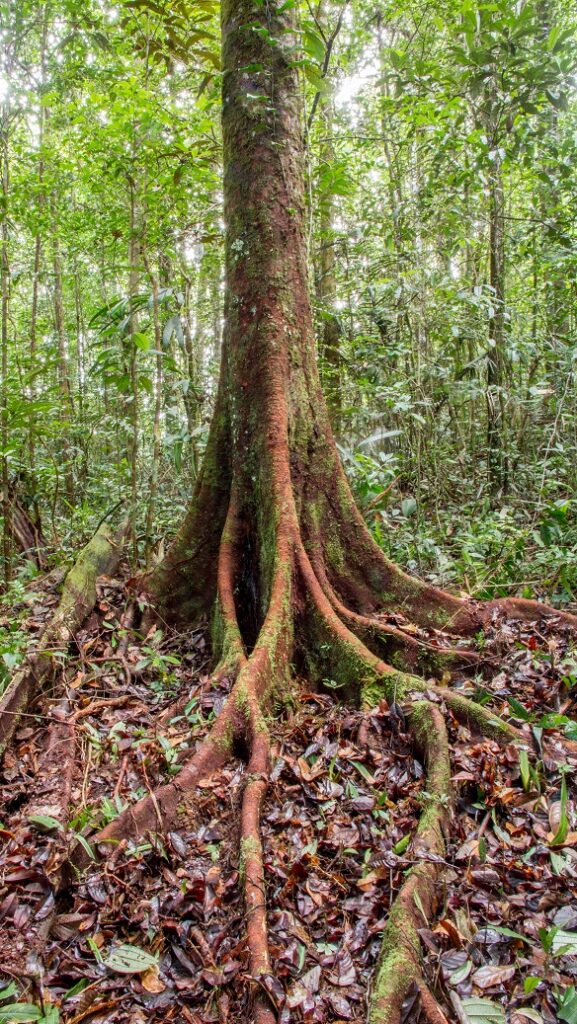 Crédit photo : Peltogyne paniculata (c) Camille Dubois-ONF