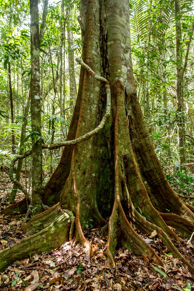 Crédit photo : Peltogyne venosa (c) Laure Mazouin-ONF